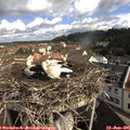 09_45-nest.jpg