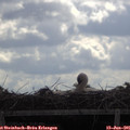 09_50-mast.jpg