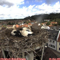 09_50-nest.jpg