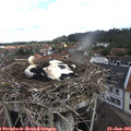 09_55-nest.jpg