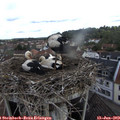 10_00-nest.jpg