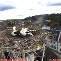 10_05-nest.jpg