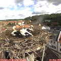 10_10-nest.jpg