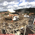 10_20-nest.jpg