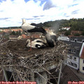 10_25-nest.jpg