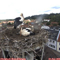 10_30-nest.jpg
