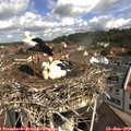 10_40-nest.jpg