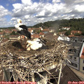 10_45-nest.jpg