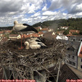 10_50-nest.jpg