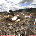 10_55-nest.jpg