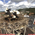 11_00-nest.jpg