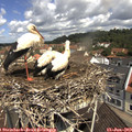 11_05-nest.jpg