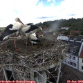 11_10-nest.jpg