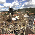 11_15-nest.jpg