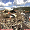 11_20-nest.jpg