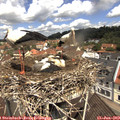 11_25-nest.jpg