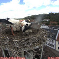 11_30-nest.jpg