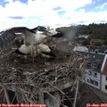 11_35-nest.jpg