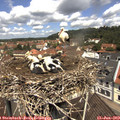 11_40-nest.jpg