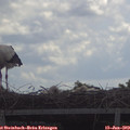 11_45-mast.jpg