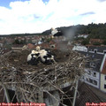 11_45-nest.jpg