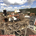 11_50-nest.jpg