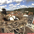 11_55-nest.jpg