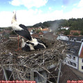12_00-nest.jpg