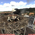 12_05-nest.jpg