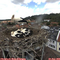 12_25-nest.jpg