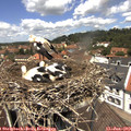 12_35-nest.jpg