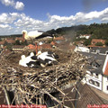 12_40-nest.jpg