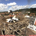 12_45-nest.jpg