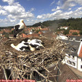 12_50-nest.jpg