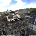 12_55-nest.jpg