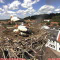 13_00-nest.jpg
