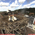 13_05-nest.jpg