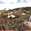 13_15-nest.jpg