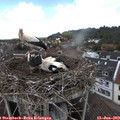 13_20-nest.jpg