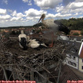 13_25-nest.jpg