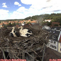 13_35-nest.jpg