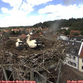 13_40-nest.jpg