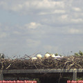 13_45-mast.jpg