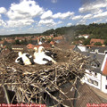 13_50-nest.jpg
