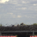 13_55-mast.jpg