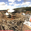 14_00-nest.jpg