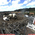 14_05-nest.jpg