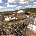 14_20-nest.jpg