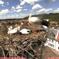 14_25-nest.jpg
