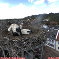 14_30-nest.jpg